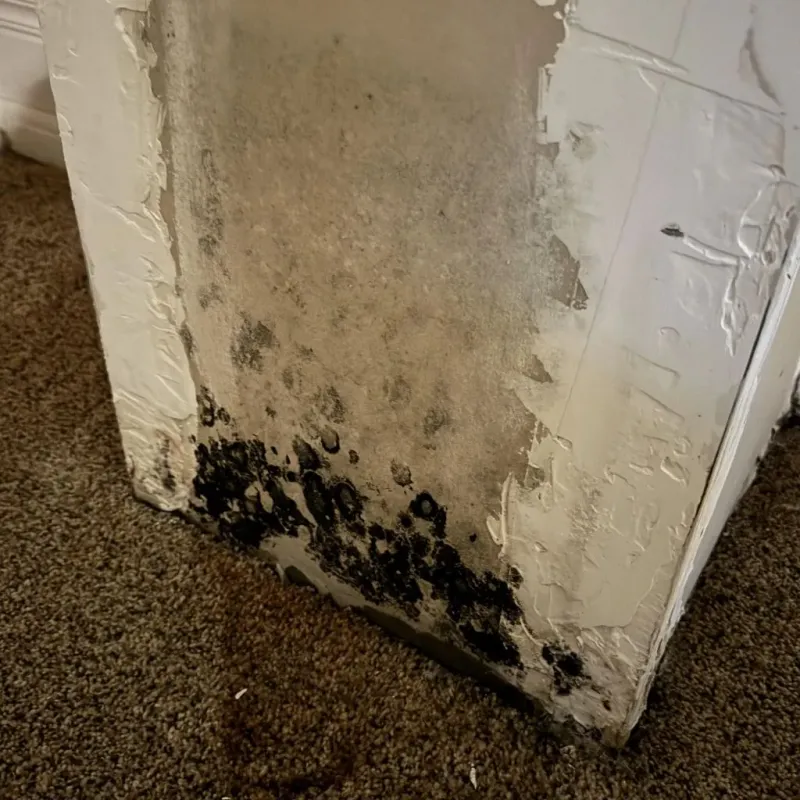 Professional Mold Removal in Mott, ND